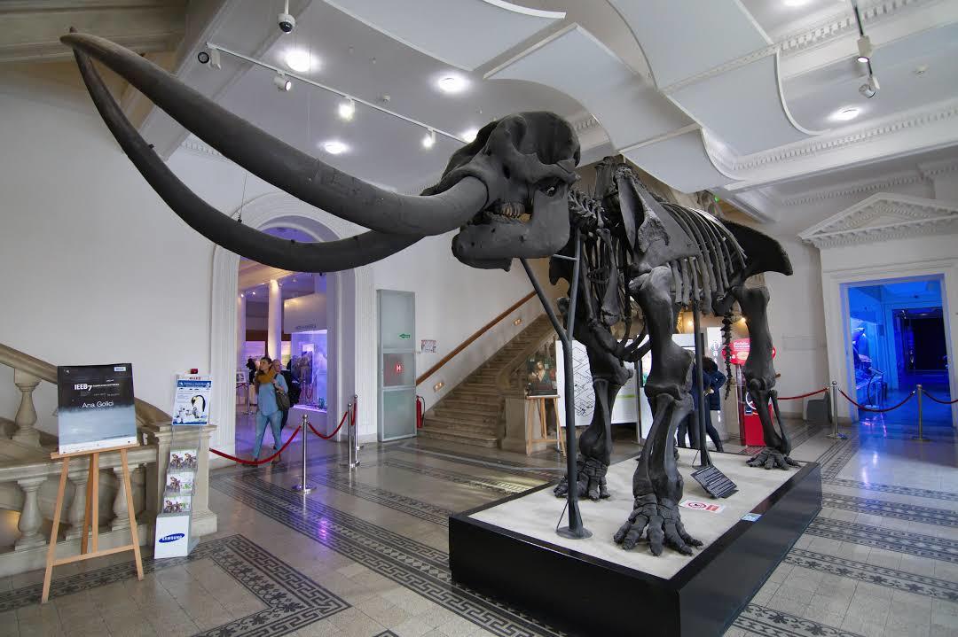 Narodowe Muzeum Historii Naturalnej im. Grigore Antipy