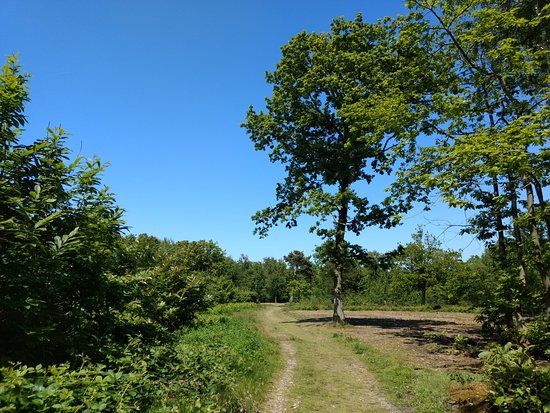 Farningham Woods Nature Reserve