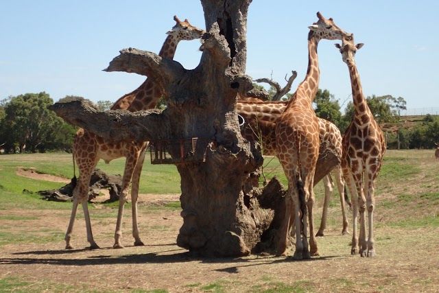 Otwarte zoo Werribee