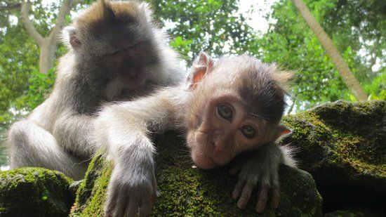 Małpi las w Ubud