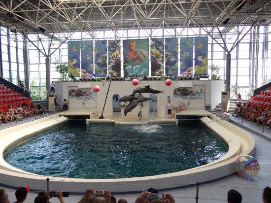 Delfinarium