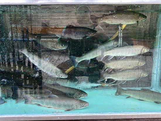 Fischteich in Zug