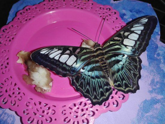 Butterfly House