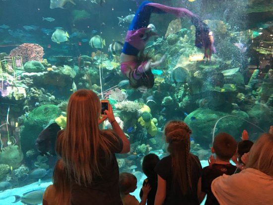 Mermaid's show