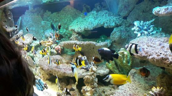 Oceanarium