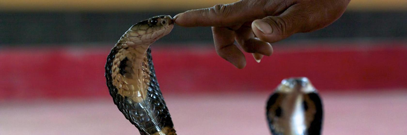 Snake Farm Ko Samui