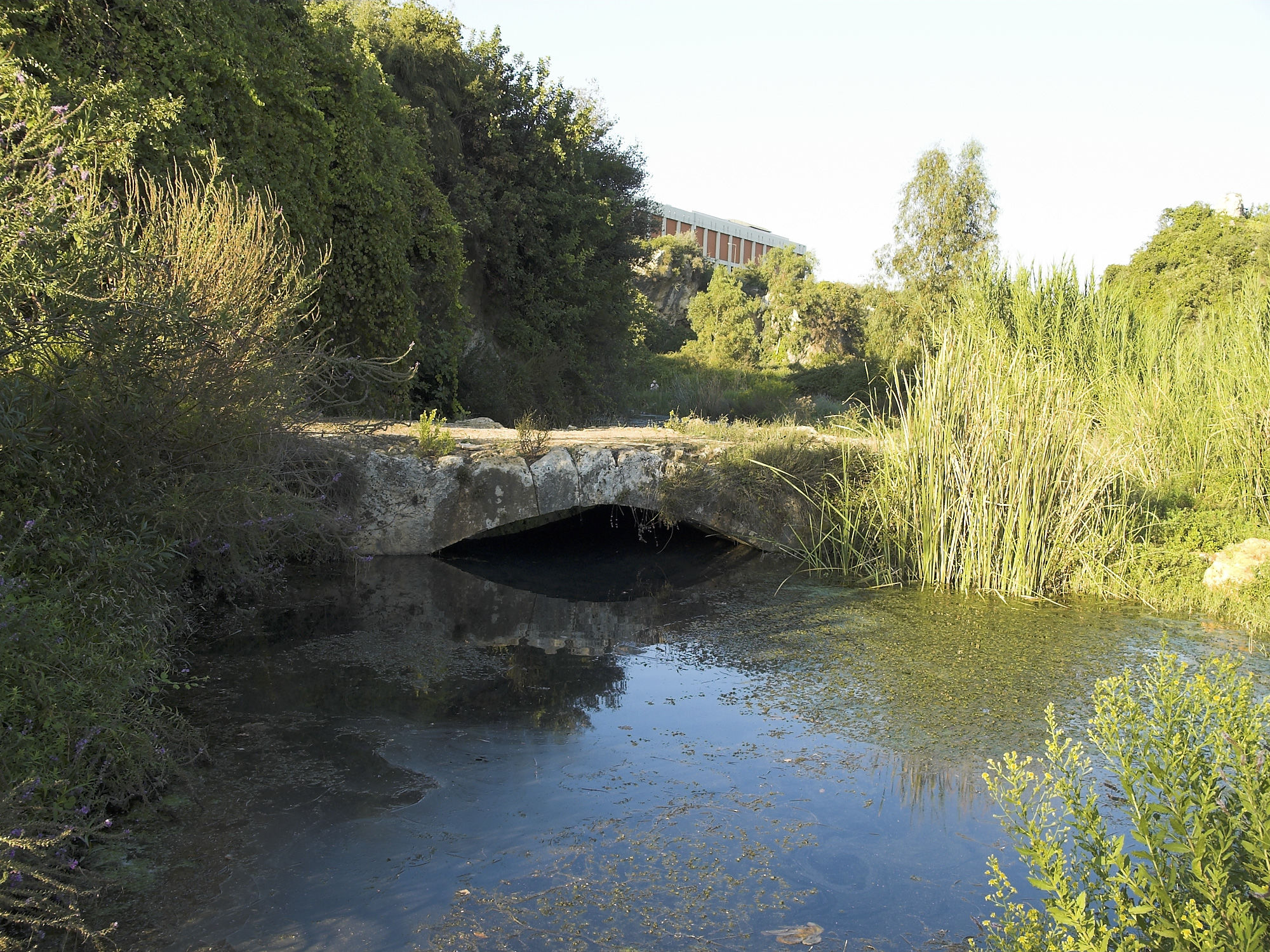 Most Arapsu